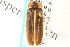  (Pyractomena dispersa - CNC COLEO 00152801)  @13 [ ] CreativeCommons - Attribution (2012) CNC/CBG Photography Group Centre for Biodiversity Genomics