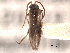  ( - CNC COLEO 00155293)  @11 [ ] CreativeCommons - Attribution (2012) CNC/CBG Photography Group Centre for Biodiversity Genomics