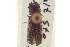  ( - CNC COLEO 00155370)  @11 [ ] CreativeCommons - Attribution (2012) CNC/CBG Photography Group Centre for Biodiversity Genomics