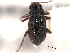  (Microcylloepus pusillus pusillus - CNC COLEO 00159547)  @11 [ ] CreativeCommons - Attribution (2012) CNC/CBG Photography Group Centre for Biodiversity Genomics