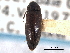  ( - CNC COLEO 00160335)  @14 [ ] CreativeCommons - Attribution (2012) CNC/CBG Photography Group Centre for Biodiversity Genomics