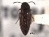  ( - CNC COLEO 00160336)  @11 [ ] CreativeCommons - Attribution (2012) CNC/CBG Photography Group Centre for Biodiversity Genomics