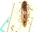  ( - CNC COLEO 00160342)  @13 [ ] CreativeCommons - Attribution (2012) CNC/CBG Photography Group Centre for Biodiversity Genomics