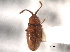  ( - CNC COLEO 00159924)  @11 [ ] CreativeCommons - Attribution (2012) CNC/CBG Photography Group Centre for Biodiversity Genomics