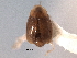  ( - CNC COLEO 00160112)  @11 [ ] CreativeCommons - Attribution (2012) CNC/CBG Photography Group Centre for Biodiversity Genomics