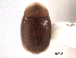  ( - CNC COLEO 00160113)  @11 [ ] CreativeCommons - Attribution (2012) CNC/CBG Photography Group Centre for Biodiversity Genomics