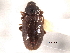  ( - CNC COLEO 00160115)  @11 [ ] CreativeCommons - Attribution (2012) CNC/CBG Photography Group Centre for Biodiversity Genomics