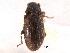  ( - CNC COLEO 00160119)  @11 [ ] CreativeCommons - Attribution (2012) CNC/CBG Photography Group Centre for Biodiversity Genomics