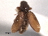  ( - CNC COLEO 00160120)  @11 [ ] CreativeCommons - Attribution (2012) CNC/CBG Photography Group Centre for Biodiversity Genomics