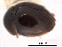  ( - CNC COLEO 00160205)  @11 [ ] CreativeCommons - Attribution (2012) CNC/CBG Photography Group Centre for Biodiversity Genomics