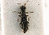  ( - CNC COLEO 00161156)  @11 [ ] CreativeCommons - Attribution (2013) CBG Photography Group Centre for Biodiversity Genomics