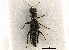  ( - CNC COLEO 00161157)  @11 [ ] CreativeCommons - Attribution (2013) CBG Photography Group Centre for Biodiversity Genomics