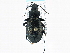  ( - CNC COLEO 00161251)  @14 [ ] CreativeCommons - Attribution (2013) CBG Photography Group Centre for Biodiversity Genomics