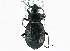  ( - CNC COLEO 00161252)  @13 [ ] CreativeCommons - Attribution (2013) CBG Photography Group Centre for Biodiversity Genomics