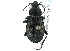  (Carabus chamissonis - CNC COLEO 00161253)  @15 [ ] CreativeCommons - Attribution (2013) CBG Photography Group Centre for Biodiversity Genomics