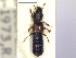  ( - CNC COLEO 00250859)  @11 [ ] CreativeCommons - Attribution (2014) CBG Photography Group Centre for Biodiversity Genomics