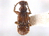  ( - CNC COLEO 00162682)  @11 [ ] CreativeCommons - Attribution (2013) CNC/CBG Photography Group Centre for Biodiversity Genomics