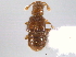  ( - CNC COLEO 00162730)  @11 [ ] CreativeCommons - Attribution (2013) CNC/CBG Photography Group Centre for Biodiversity Genomics