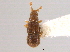  ( - CNC COLEO 00162731)  @11 [ ] CreativeCommons - Attribution (2013) CNC/CBG Photography Group Centre for Biodiversity Genomics