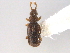  ( - CNC COLEO 00162732)  @11 [ ] CreativeCommons - Attribution (2013) CNC/CBG Photography Group Centre for Biodiversity Genomics