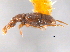  ( - CNC COLEO 00162741)  @11 [ ] CreativeCommons - Attribution (2013) CNC/CBG Photography Group Centre for Biodiversity Genomics