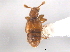  ( - CNC COLEO 00162745)  @11 [ ] CreativeCommons - Attribution (2013) CNC/CBG Photography Group Centre for Biodiversity Genomics