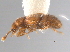  ( - CNC COLEO 00162746)  @11 [ ] CreativeCommons - Attribution (2013) CNC/CBG Photography Group Centre for Biodiversity Genomics