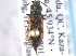 ( - CNC COLEO 00162966)  @14 [ ] CreativeCommons - Attribution (2013) CNC/CBG Photography Group Centre for Biodiversity Genomics
