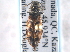  ( - CNC COLEO 00162967)  @14 [ ] CreativeCommons - Attribution (2013) CNC/CBG Photography Group Centre for Biodiversity Genomics
