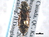  ( - CNC COLEO 00162968)  @13 [ ] CreativeCommons - Attribution (2013) CNC/CBG Photography Group Centre for Biodiversity Genomics