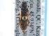  ( - CNC COLEO 00162969)  @13 [ ] CreativeCommons - Attribution (2013) CNC/CBG Photography Group Centre for Biodiversity Genomics