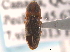  (Monocrepidius auritus - CNC COLEO 00162980)  @11 [ ] CreativeCommons - Attribution (2013) CNC/CBG Photography Group Centre for Biodiversity Genomics