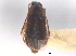  ( - CNC COLEO 00162992)  @11 [ ] CreativeCommons - Attribution (2013) CNC/CBG Photography Group Centre for Biodiversity Genomics