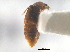  ( - CNC COLEO 00162994)  @11 [ ] CreativeCommons - Attribution (2013) CNC/CBG Photography Group Centre for Biodiversity Genomics