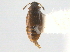  ( - CNC COLEO 00162995)  @11 [ ] CreativeCommons - Attribution (2013) CNC/CBG Photography Group Centre for Biodiversity Genomics