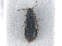  ( - CNC COLEO 00163019)  @11 [ ] CreativeCommons - Attribution (2013) CNC/CBG Photography Group Centre for Biodiversity Genomics