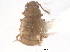  ( - CNC COLEO 00163021)  @12 [ ] CreativeCommons - Attribution (2013) CNC/CBG Photography Group Centre for Biodiversity Genomics