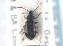  ( - CNC COLEO 00249940)  @11 [ ] CreativeCommons - Attribution (2013) CNC/CBG Photography Group Centre for Biodiversity Genomics