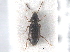  ( - CNC COLEO 00249946)  @11 [ ] CreativeCommons - Attribution (2013) CNC/CBG Photography Group Centre for Biodiversity Genomics