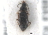  ( - CNC COLEO 00249950)  @13 [ ] CreativeCommons - Attribution (2013) CNC/CBG Photography Group Centre for Biodiversity Genomics