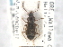  ( - CNC COLEO 00249954)  @11 [ ] CreativeCommons - Attribution (2013) CNC/CBG Photography Group Centre for Biodiversity Genomics