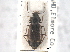  ( - CNC COLEO 00249955)  @11 [ ] CreativeCommons - Attribution (2013) CNC/CBG Photography Group Centre for Biodiversity Genomics