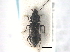  ( - CNC COLEO 00249956)  @11 [ ] CreativeCommons - Attribution (2013) CNC/CBG Photography Group Centre for Biodiversity Genomics