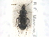  ( - CNC COLEO 00249957)  @11 [ ] CreativeCommons - Attribution (2013) CNC/CBG Photography Group Centre for Biodiversity Genomics