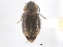  ( - CNC COLEO 00249982)  @11 [ ] CreativeCommons - Attribution (2013) CNC/CBG Photography Group Centre for Biodiversity Genomics