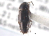  (Tachinus quebecensis - CNC COLEO 00250143)  @14 [ ] CreativeCommons - Attribution (2013) CNC/CBG Photography Group Centre for Biodiversity Genomics