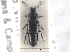  ( - CNC COLEO 00250161)  @11 [ ] CreativeCommons - Attribution (2013) CNC/CBG Photography Group Centre for Biodiversity Genomics