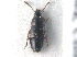  ( - CNC COLEO 00250177)  @14 [ ] CreativeCommons - Attribution (2013) CNC/CBG Photography Group Centre for Biodiversity Genomics