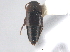  ( - CNC COLEO 00250178)  @14 [ ] CreativeCommons - Attribution (2013) CNC/CBG Photography Group Centre for Biodiversity Genomics