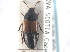  ( - CNC COLEO 00250181)  @14 [ ] CreativeCommons - Attribution (2013) CNC/CBG Photography Group Centre for Biodiversity Genomics